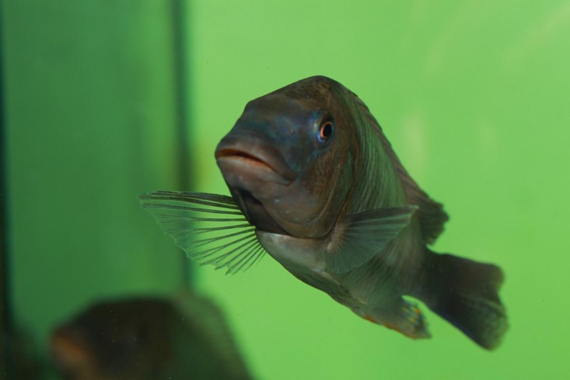 Petrochromis famula 'Kilewani'